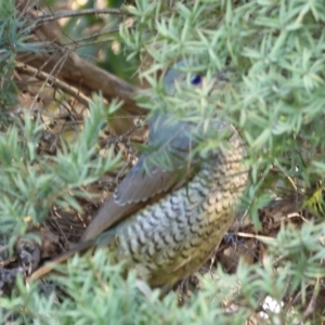 Ptilonorhynchus violaceus at Wodonga, VIC - 31 Aug 2024