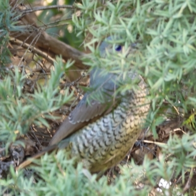 Ptilonorhynchus violaceus (Satin Bowerbird) at Wodonga, VIC - 31 Aug 2024 by KylieWaldon