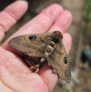 Dasypodia selenophora at Captains Flat, NSW - suppressed