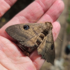 Dasypodia selenophora at Captains Flat, NSW - suppressed