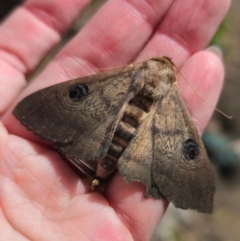 Dasypodia selenophora at Captains Flat, NSW - suppressed