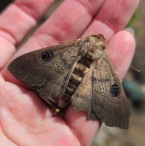 Dasypodia selenophora at Captains Flat, NSW - suppressed