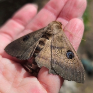 Dasypodia selenophora at Captains Flat, NSW - suppressed