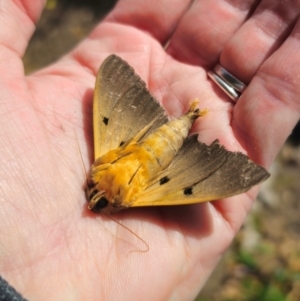 Dasypodia selenophora at Captains Flat, NSW - suppressed