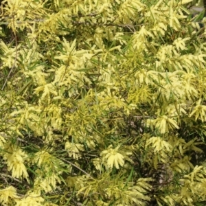 Acacia longifolia subsp. longifolia at Wodonga, VIC - 31 Aug 2024 04:08 PM