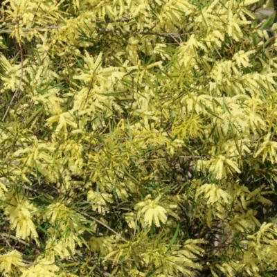 Acacia longifolia subsp. longifolia (Sydney Golden Wattle) at Wodonga, VIC - 31 Aug 2024 by KylieWaldon