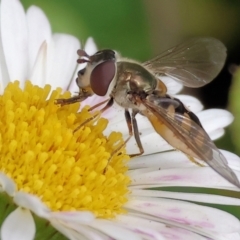 Simosyrphus grandicornis (Common hover fly) at West Wodonga, VIC - 1 Sep 2024 by KylieWaldon