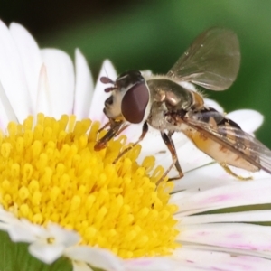 Simosyrphus grandicornis at West Wodonga, VIC - 1 Sep 2024 11:29 AM