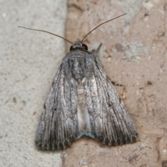 Neogalea sunia (Catabena Moth) at Harrison, ACT - 7 Sep 2024 by DPRees125