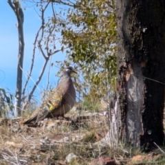 Phaps chalcoptera (Common Bronzewing) at Majura, ACT - 8 Sep 2024 by sbittinger