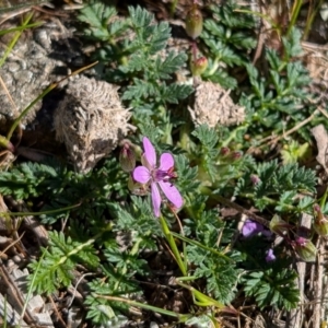 Erodium cicutarium at Kenny, ACT - 8 Sep 2024 09:18 AM