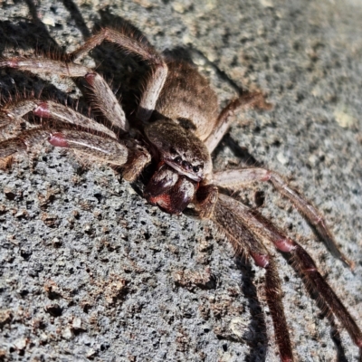 Isopeda canberrana (Canberra Huntsman Spider) at Braidwood, NSW - 8 Sep 2024 by MatthewFrawley