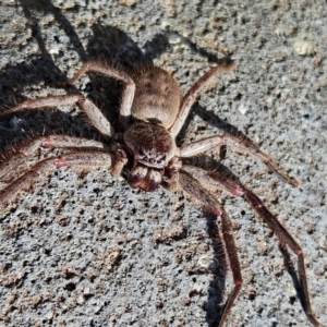 Isopeda canberrana at Braidwood, NSW - 8 Sep 2024