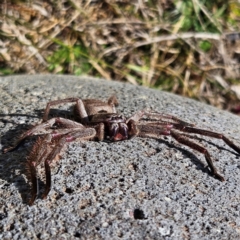 Isopeda canberrana at Braidwood, NSW - 8 Sep 2024