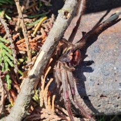 Isopeda canberrana at Braidwood, NSW - 8 Sep 2024