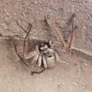 Isopeda canberrana at Braidwood, NSW - 8 Sep 2024