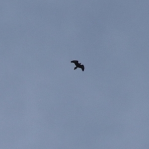 Aquila audax at Cook, ACT - 8 Sep 2024 10:44 AM