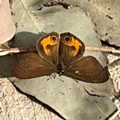 Hypocysta metirius (Brown Ringlet) at Surf Beach, NSW - 8 Sep 2024 by Hejor1