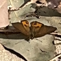 Hypocysta metirius at Surf Beach, NSW - 8 Sep 2024 11:43 AM