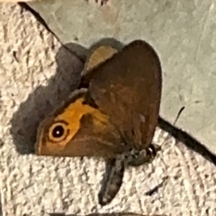 Hypocysta metirius at Surf Beach, NSW - 8 Sep 2024 11:43 AM