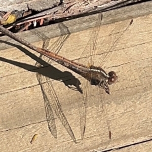 Diplacodes bipunctata at Surf Beach, NSW - 8 Sep 2024 10:34 AM
