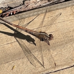 Diplacodes bipunctata at Surf Beach, NSW - 8 Sep 2024 10:34 AM