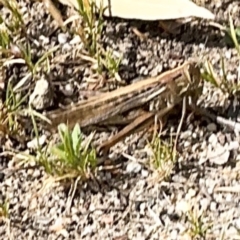 Austracris guttulosa (Spur-throated Locust) at Surf Beach, NSW - 8 Sep 2024 by Hejor1