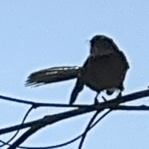 Rhipidura leucophrys at Surf Beach, NSW - 8 Sep 2024 10:19 AM