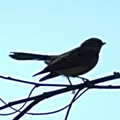 Rhipidura leucophrys at Surf Beach, NSW - 8 Sep 2024 10:19 AM