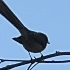 Rhipidura leucophrys at Surf Beach, NSW - 8 Sep 2024 10:19 AM