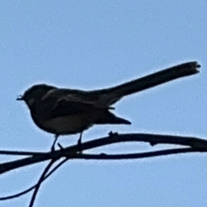 Rhipidura leucophrys at Surf Beach, NSW - 8 Sep 2024 10:19 AM