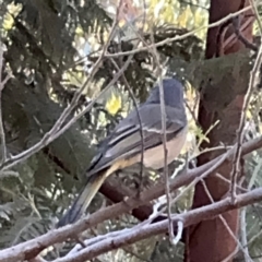 Pachycephala pectoralis at Surf Beach, NSW - 8 Sep 2024