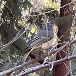 Pachycephala pectoralis at Surf Beach, NSW - 8 Sep 2024