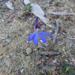 Cyanicula caerulea (Blue Fingers, Blue Fairies) at Denman Prospect, ACT - 7 Sep 2024 by SandraH