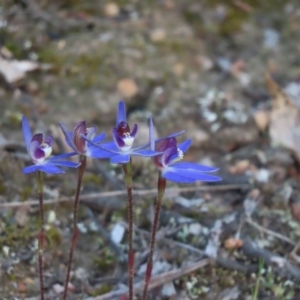 Cyanicula caerulea at Denman Prospect, ACT - suppressed