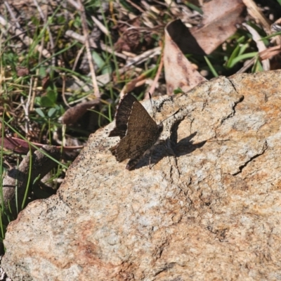 Paralucia crosbyi (Violet Copper Butterfly) at Captains Flat, NSW - 8 Sep 2024 by Csteele4