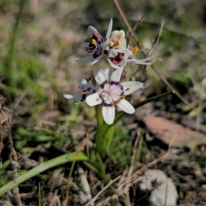 Wurmbea dioica subsp. dioica at Captains Flat, NSW - 8 Sep 2024