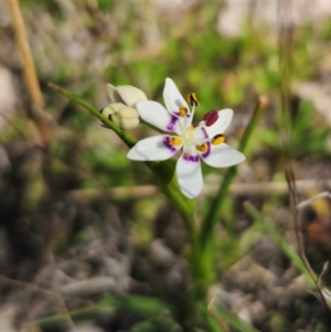 Wurmbea dioica subsp. dioica at Captains Flat, NSW - 8 Sep 2024