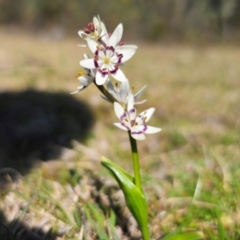 Wurmbea dioica subsp. dioica at Captains Flat, NSW - 8 Sep 2024