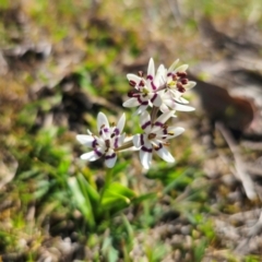 Wurmbea dioica subsp. dioica at Captains Flat, NSW - 8 Sep 2024 02:26 PM