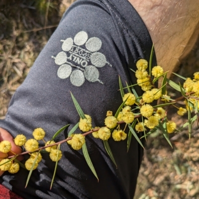 Acacia siculiformis (Dagger Wattle) at Pialligo, ACT - 8 Sep 2024 by WalterEgo