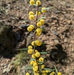 Acacia siculiformis at Pialligo, ACT - 8 Sep 2024 02:05 PM