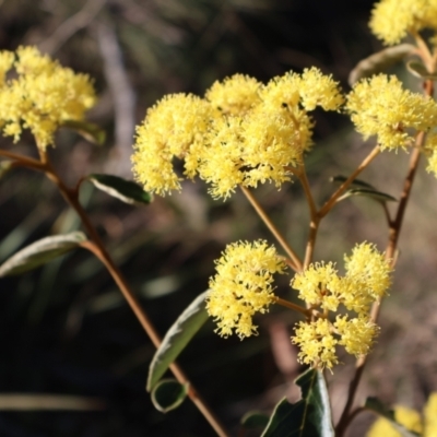 Pomaderris intermedia (Golden Pomaderris) at Acton, ACT - 7 Sep 2024 by Clarel