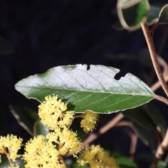 Pomaderris intermedia at Acton, ACT - 7 Sep 2024 04:01 PM