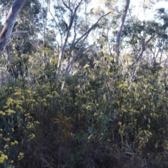 Pomaderris intermedia at Acton, ACT - 7 Sep 2024