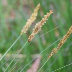 Carex appressa (Tall Sedge) at West Wodonga, VIC - 8 Sep 2024 by KylieWaldon