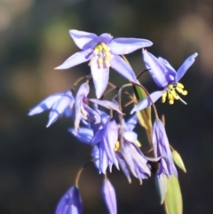 Stypandra glauca (Nodding Blue Lily) at Acton, ACT - 7 Sep 2024 by Clarel