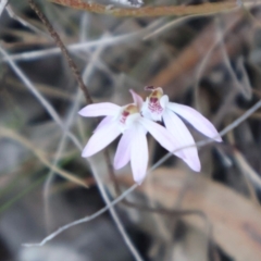 Caladenia fuscata at Acton, ACT - suppressed