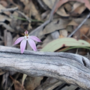 Caladenia fuscata at Acton, ACT - suppressed