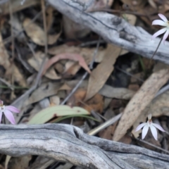 Caladenia fuscata at Acton, ACT - suppressed